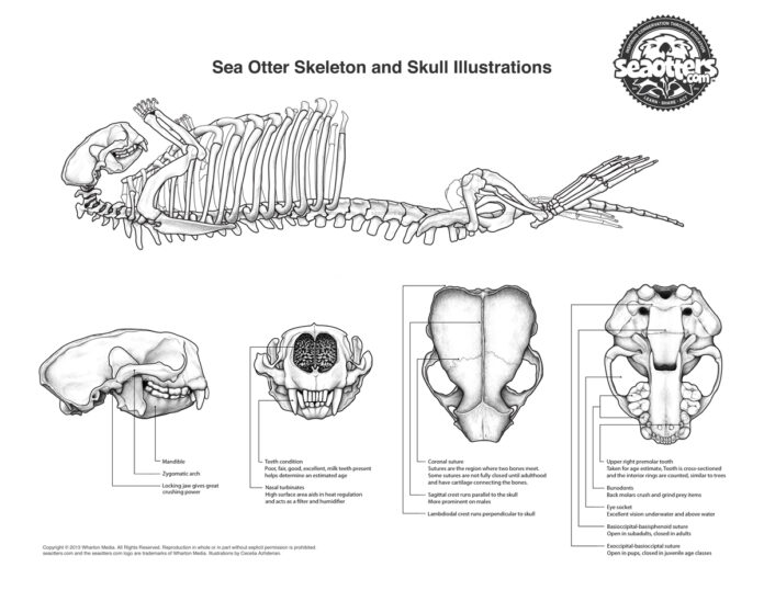 otter skeleton